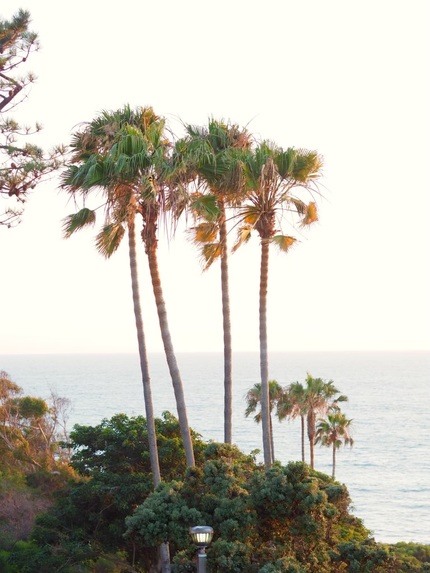 Picture of palm trees overlooking the ocean in California